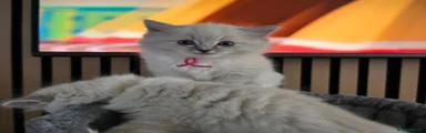 Ragdoll Kitten 2