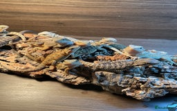 Bearded Dragon reptiles for sale: 7 Baby bearded dragons  - Advert 7