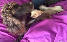 Cocker Spaniel dogs for sale: Cocker spaniel pups - Image 19