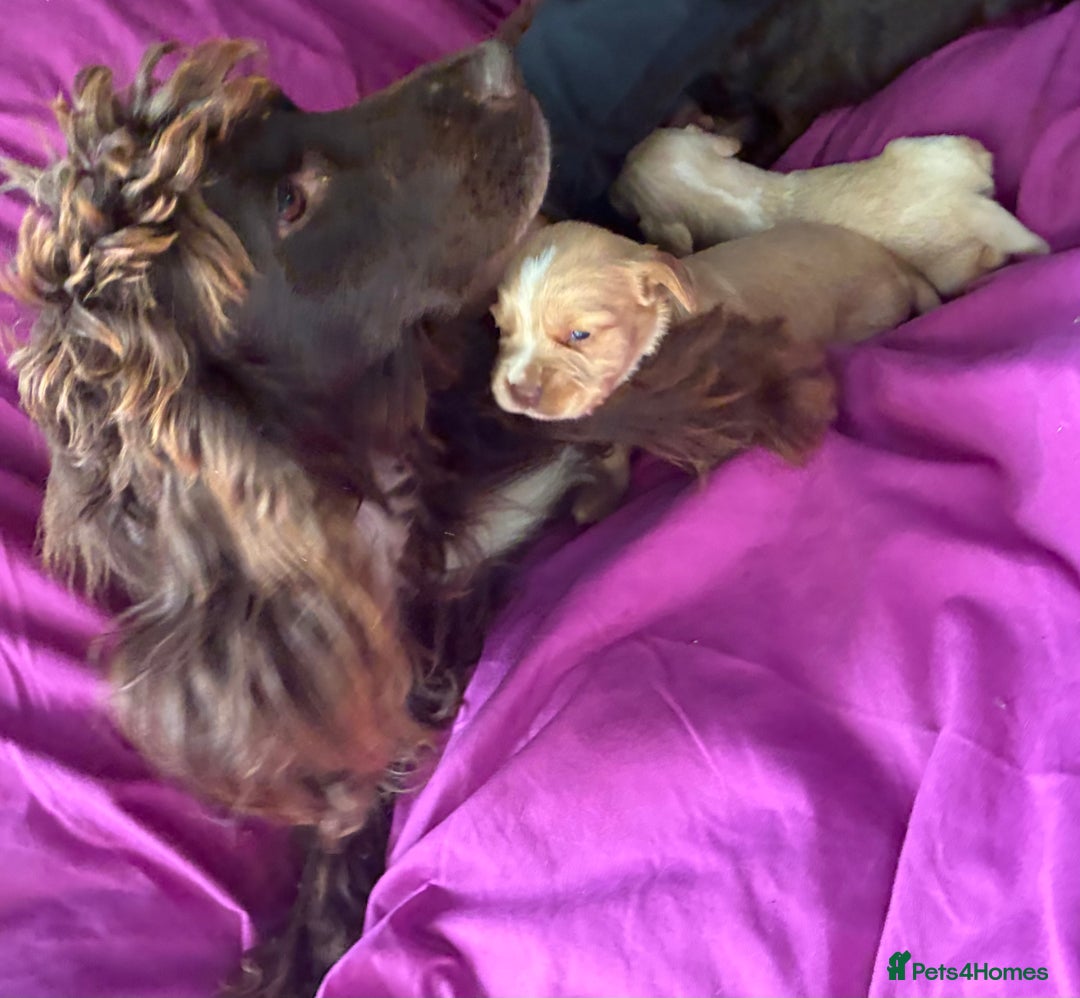 Cocker Spaniel dogs for sale: Cocker spaniel pups - Image 19