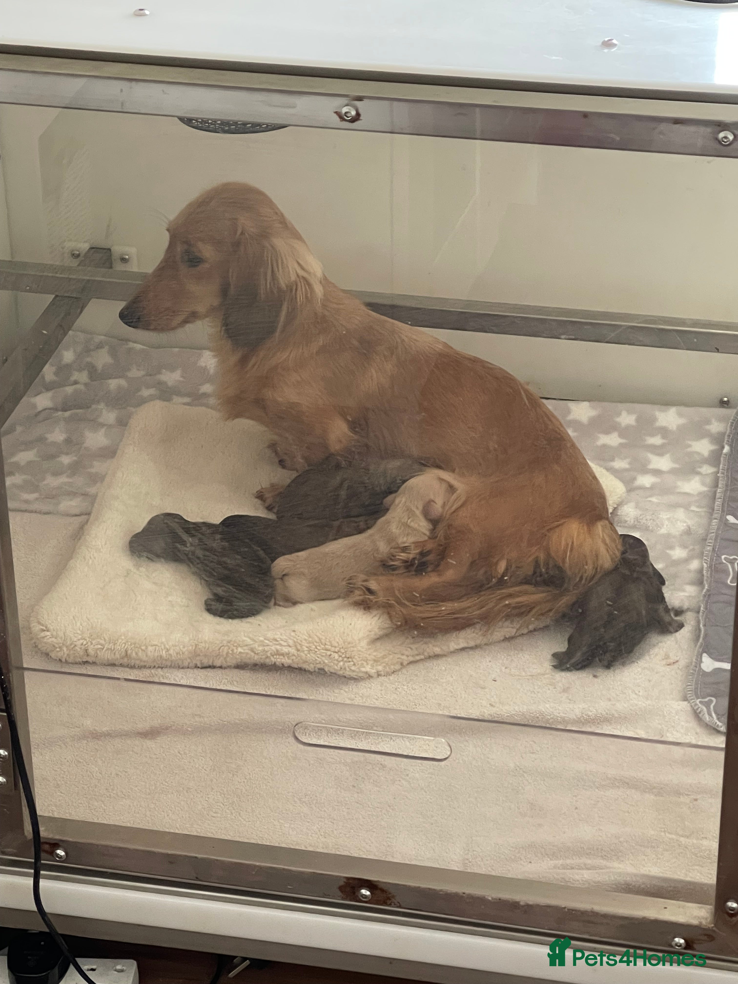 Miniature Dachshund dogs Quality KC Minature Longhaired Dachshund for sale  - Advert 5