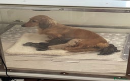 Miniature Dachshund dogs for sale: Quality KC Minature Longhaired Dachshund for sale  - Image 1