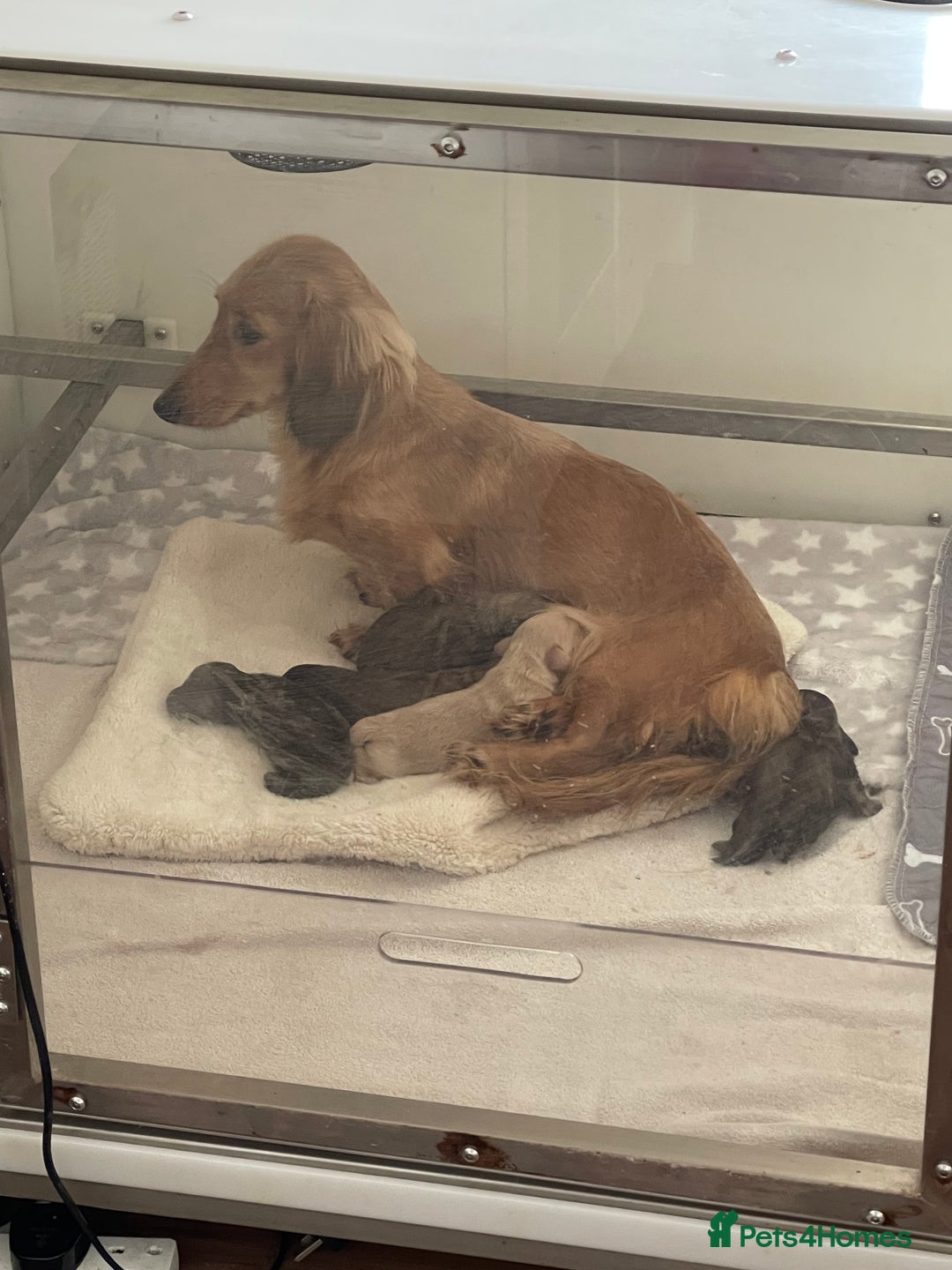 Miniature Dachshund dogs for sale: Quality KC Minature Longhaired Dachshund for sale  - Image 1
