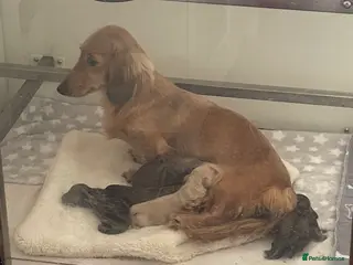 Miniature Dachshund dogs Quality KC Minature Longhaired Dachshund for sale - Advert 6