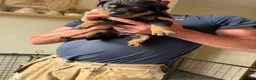 Rottweiler dogs for sale: READY NOW‼️PEDIGREE ROTTIES💕💛 3 BOYS x  - Advert 30
