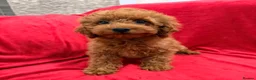 Toy Poodle dogs for sale: Beautiful female Toy Poodle 13 weeks old  - Advert 3