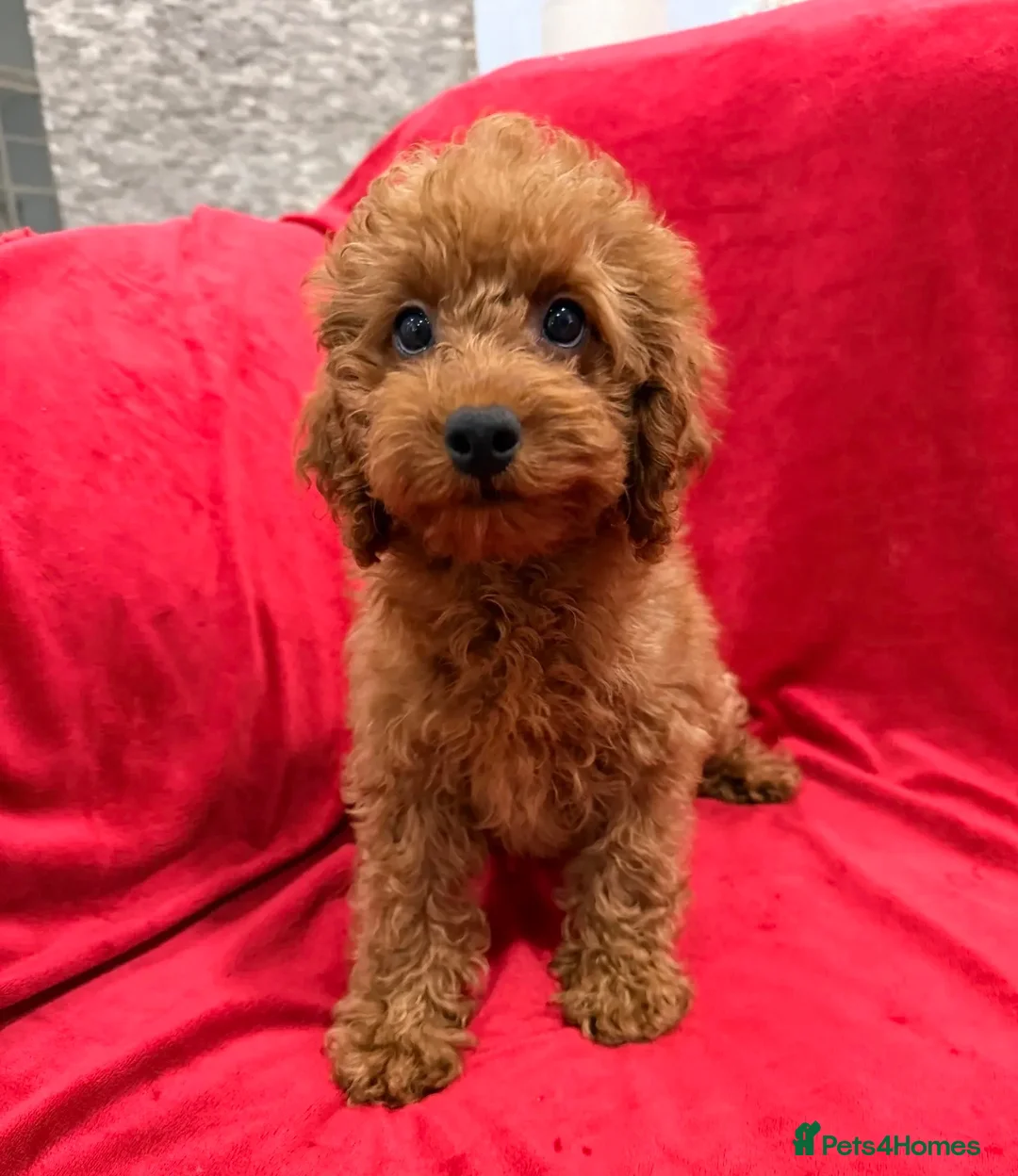 Toy Poodle dogs for sale: Beautiful female Toy Poodle 13 weeks old  - Advert 3