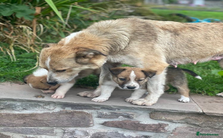Welsh Collie dogs - Advert 1