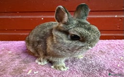 Netherland Dwarf rabbits for sale: Young Netherland Dwarfs for sale in Barrow-in-Furness - Image 15