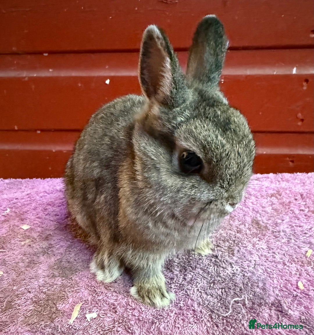 Netherland Dwarf rabbits for sale: Young Netherland Dwarfs for sale in Barrow-in-Furness - Image 15