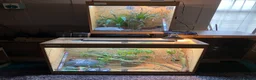 Chameleon reptiles for sale: Yemen Chameleon + Vivarium Setup Kit - Advert 17