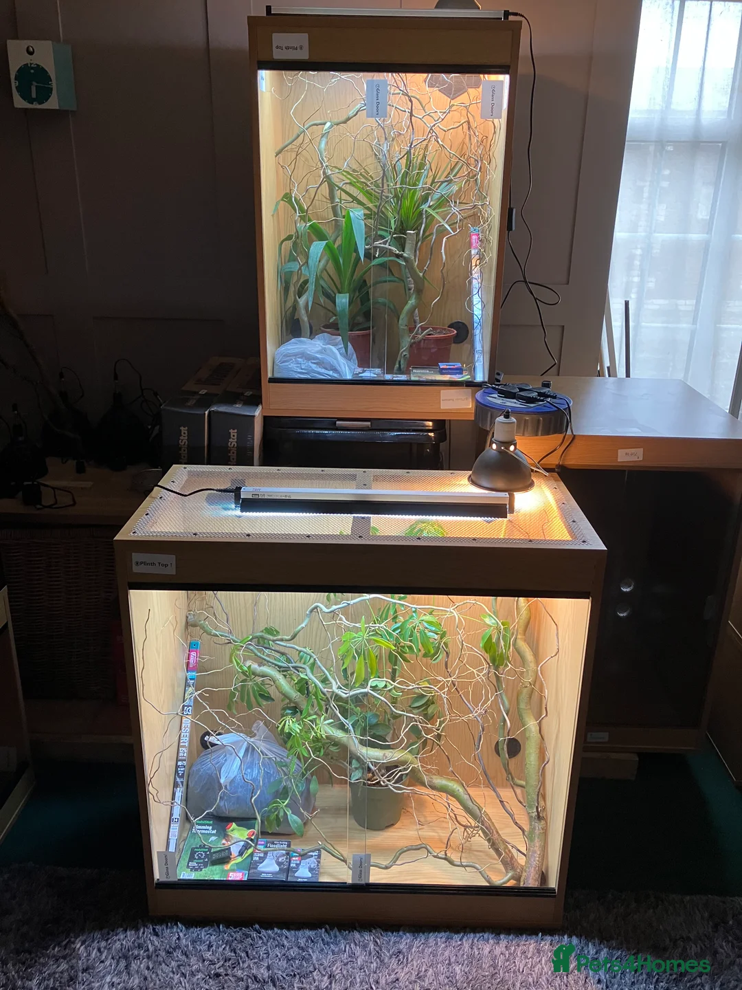 Chameleon reptiles for sale: Yemen Chameleon + Vivarium Setup Kit - Advert 17