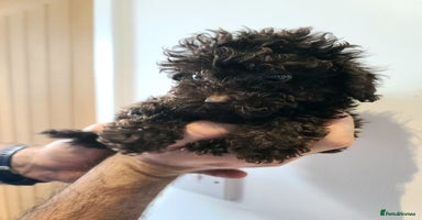 Cavapoo dogs - Advert 8