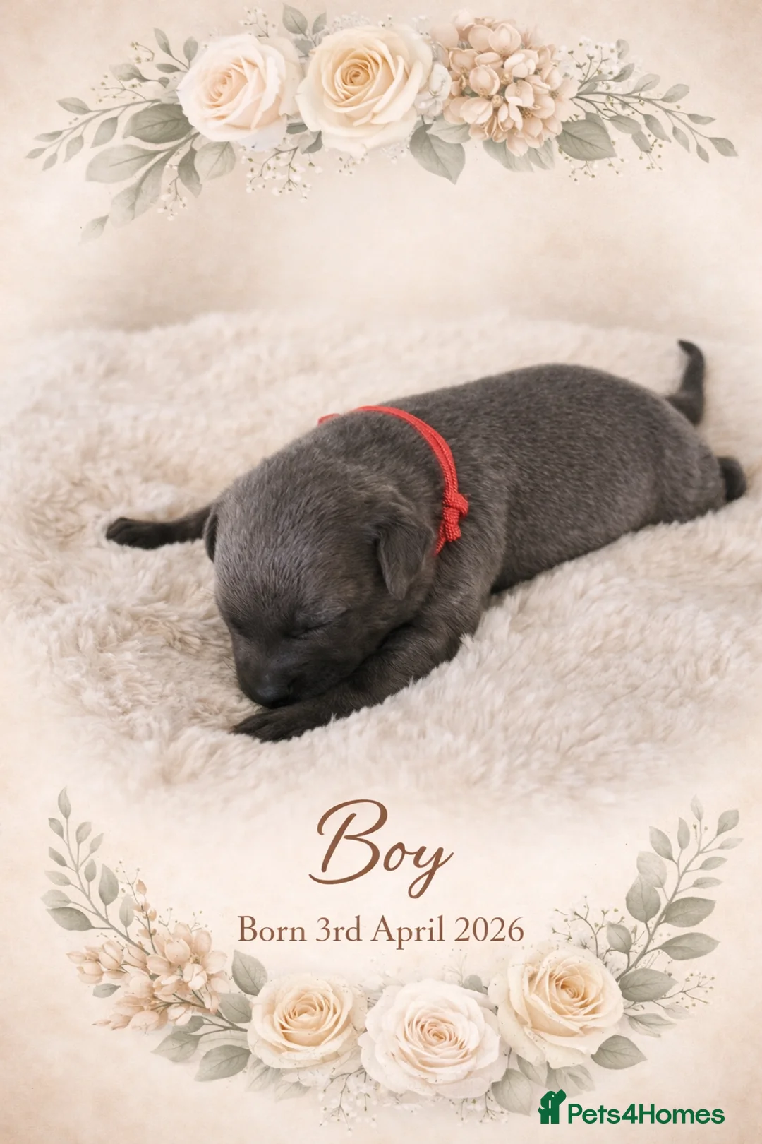 Whippet dogs for sale: KC registered Laguna lines Whippet Puppies  - Advert 16