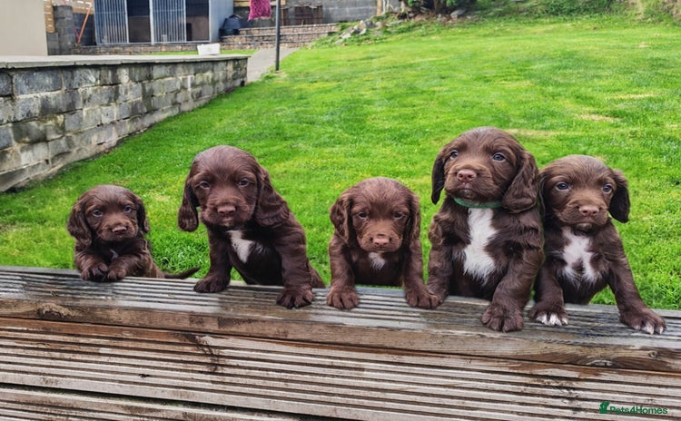 Sprocker dogs - Advert 15