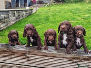 Sprocker dogs - Advert 1