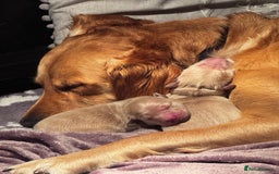 Golden Retriever dogs for sale: 🏡 2 Beautiful Male Golden Retriever Puppies - Image 7