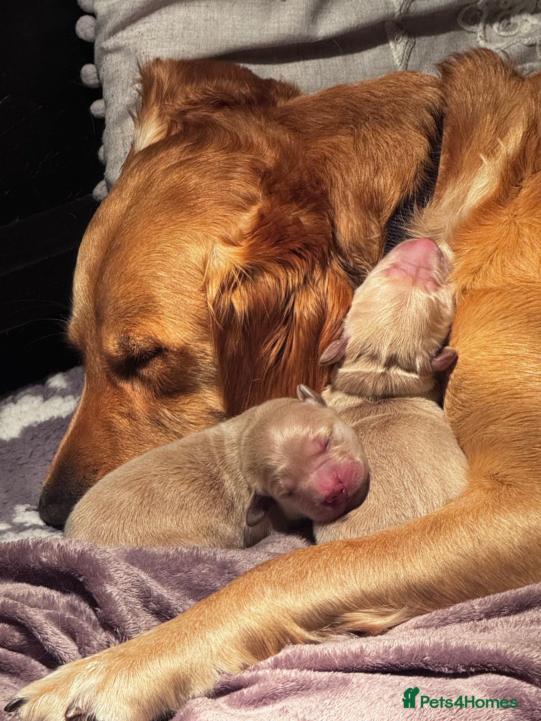 Golden Retriever dogs for sale: 🏡 2 Beautiful Male Golden Retriever Puppies - Image 7
