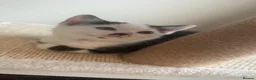 Mixed Breed cats for sale: Male kitten - Advert 6