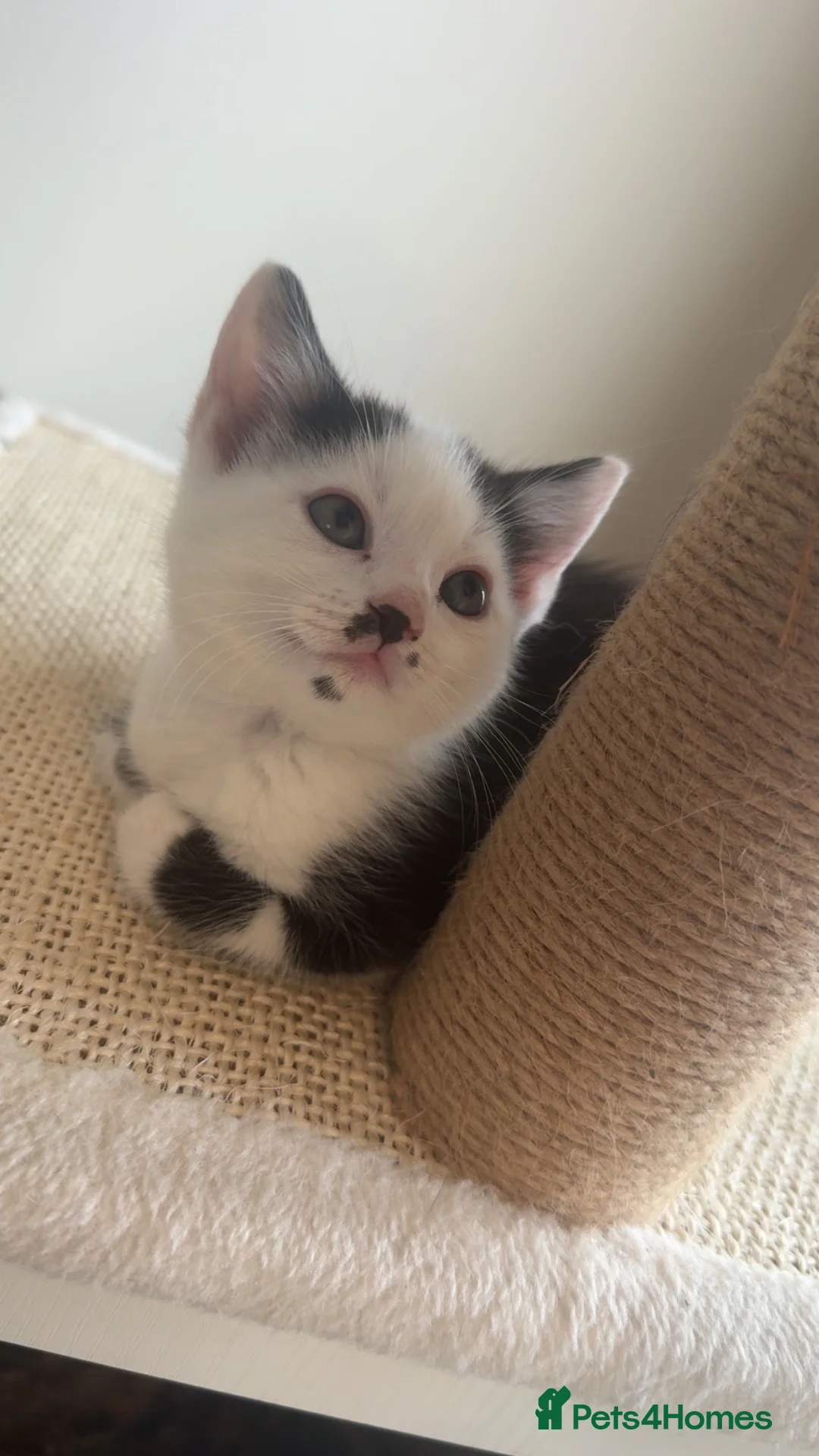 Mixed Breed cats for sale: Male kitten - Advert 6