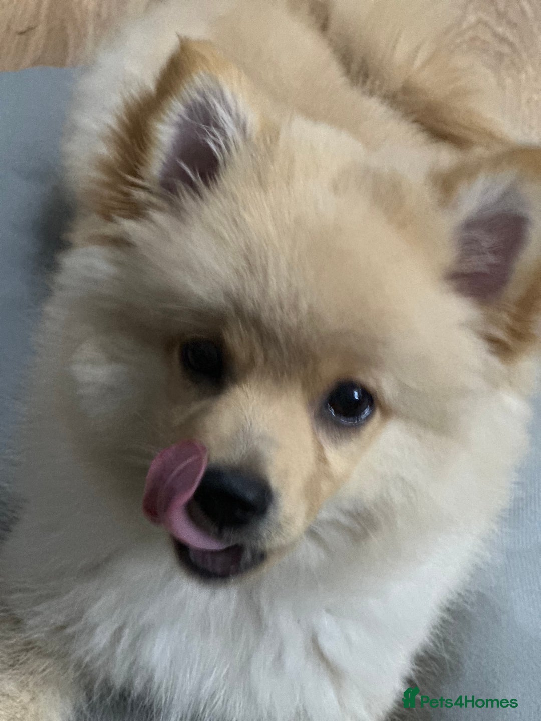 Pomeranian dogs for sale: Little girl - Image 4