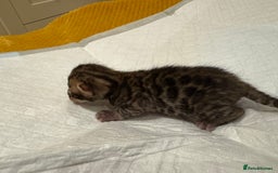 Bengal cats for sale: 💕 Pedigree Rosetted bengal kittens 💕 - Image 12