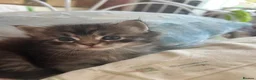 Mixed Breed cats for sale: Mainecoon/Ragdoll kittens  in Winscombe - Advert 11