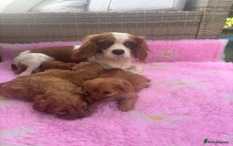 Cavapoo dogs for sale: *red cavapoos* - Image 9
