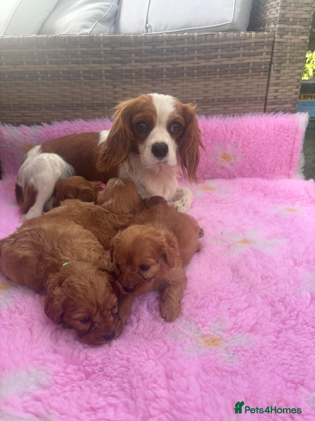 Cavapoo dogs for sale: *red cavapoos* - Image 9
