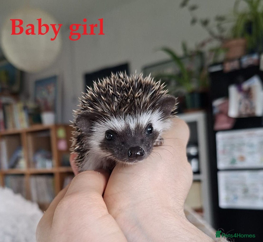 Pygmy Hedgehog rodents Pygmy hedgehogs, 1 girl and boy left - Advert 2