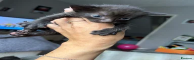 Mixed Breed Kitten 3