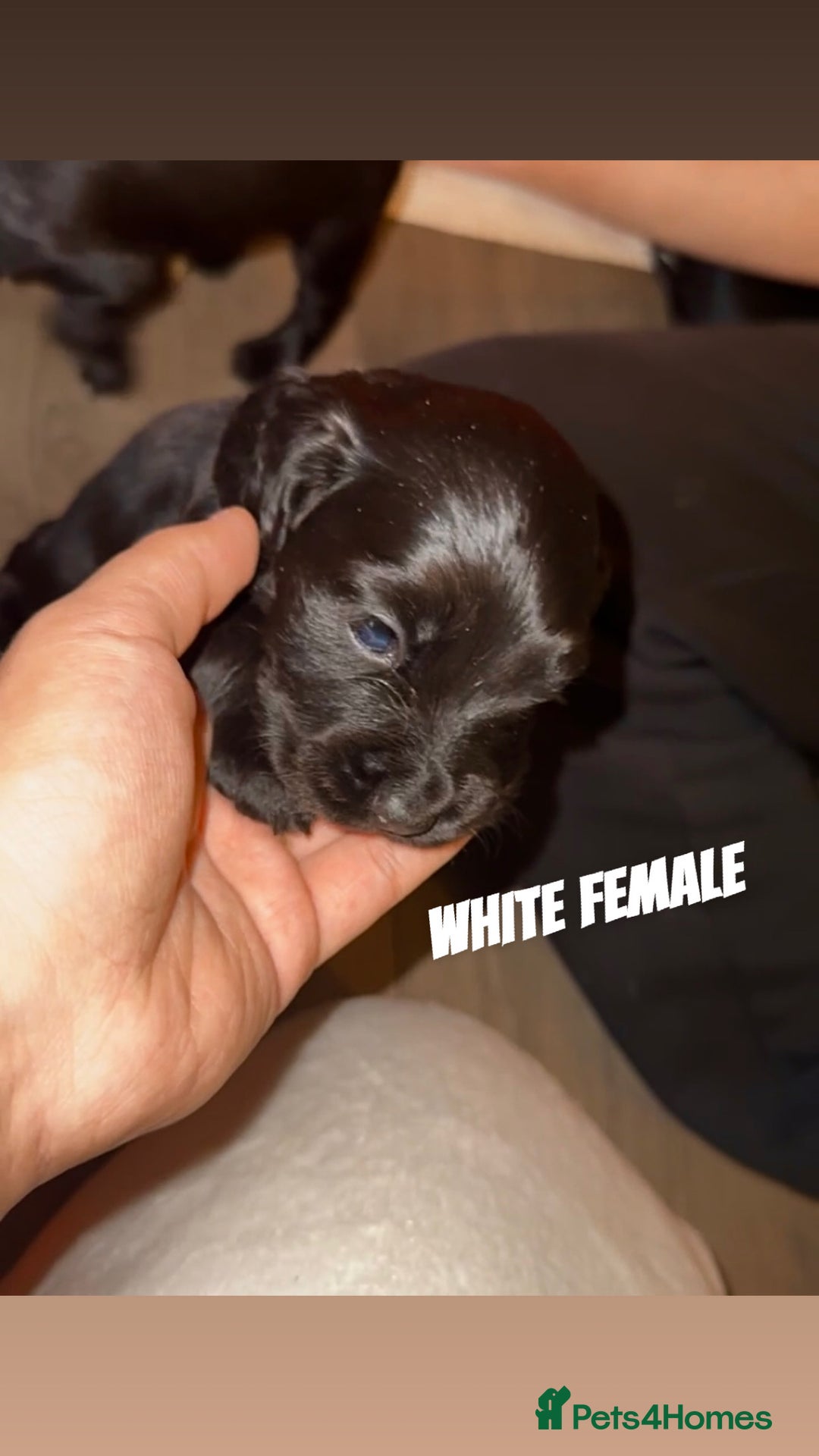 Cocker Spaniel dogs for sale: COCKER SPANIEL PUPPIES  - Image 9