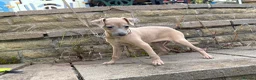 Italian Greyhound dogs for sale: Kennel Club Reg. Ready Now 26 July - Advert 5