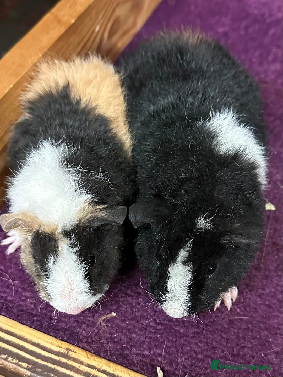 Guinea Pig rodents for sale: Pair of bonded teddy boys - Advert 2