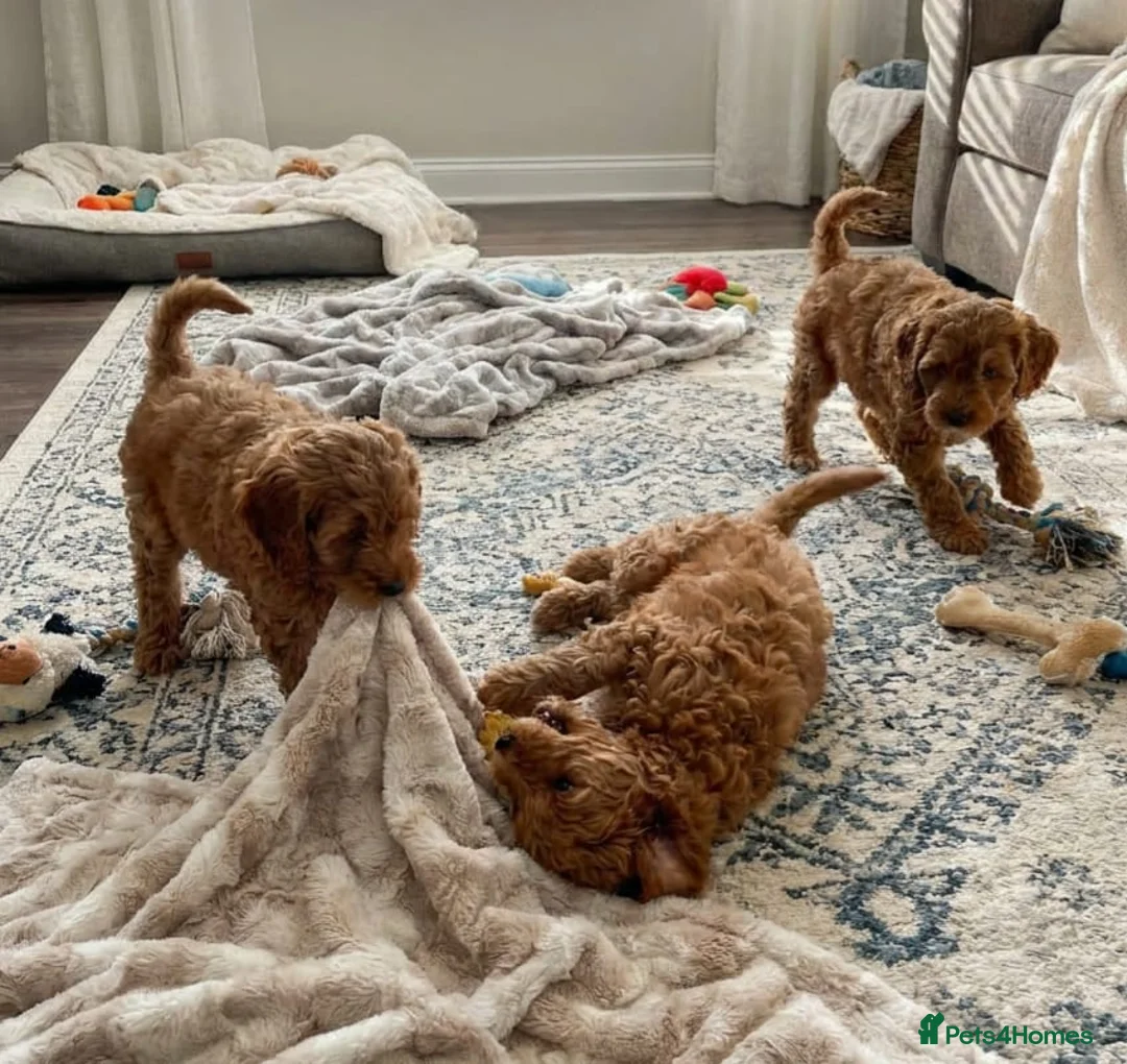 Cockapoo dogs for sale: Cockapoo puppies  in Glasgow - Advert 2