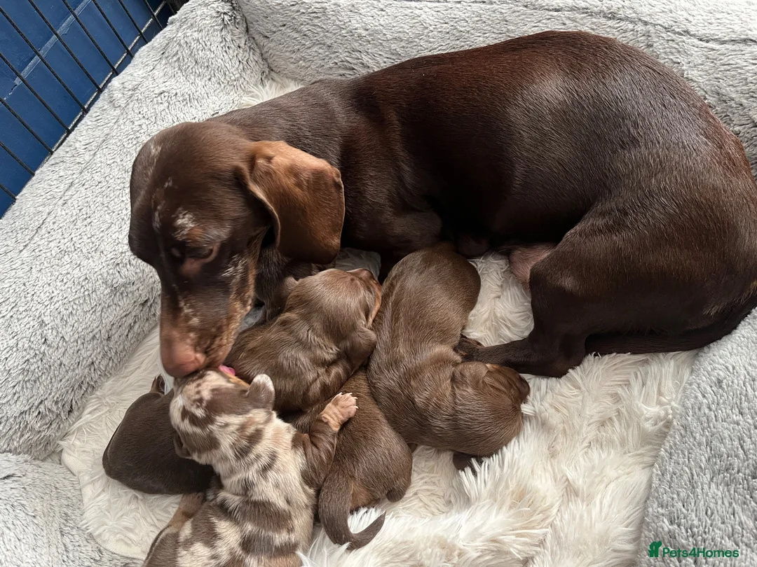 Miniature Dachshund dogs for sale: Mini dachshund  - Advert 1