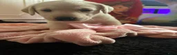 Labrador Retriever dogs for sale: Gorgeous Labrador puppies - Advert 13
