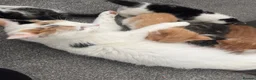 Mixed Breed cats for sale: 3 males, 1 female from loving family home - Advert 7