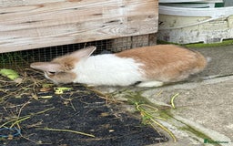 Lionhead rabbits for sale: Rabbit for sale  - Image 3