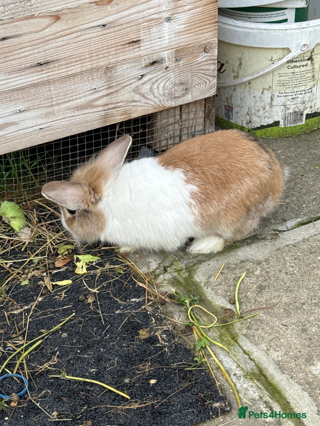 Lionhead rabbits for sale: Rabbit for sale  - Image 3