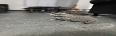 Rocket