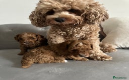 Cavapoo dogs for sale: Stunning Red Cavapoo Boys  - Image 18