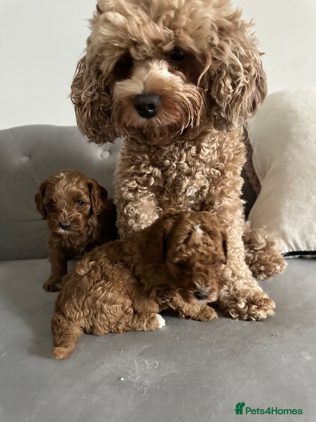 Cavapoo dogs for sale: Stunning Red Cavapoo Boys  - Image 18