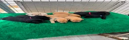 Labrador Retriever dogs for sale: Beautiful Labrador Puppies — Loving Family Home in Hayle - Advert 3