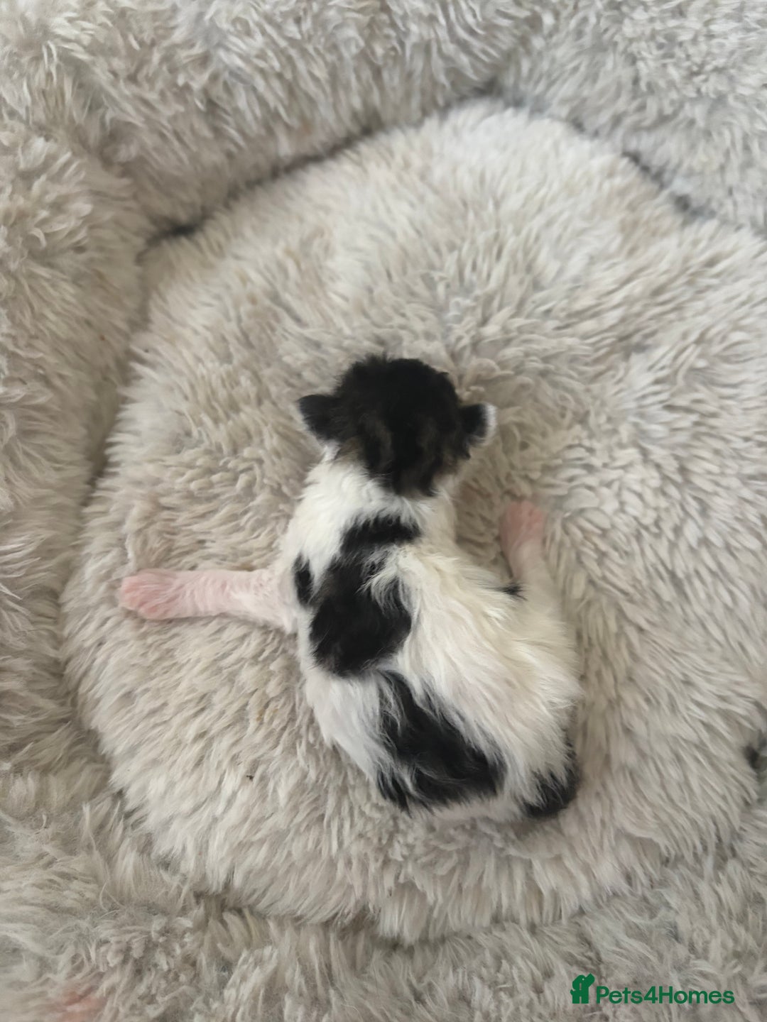 Mixed Breed cats for sale: Seven Tiny Adventures Waiting for Their Families - Advert 4