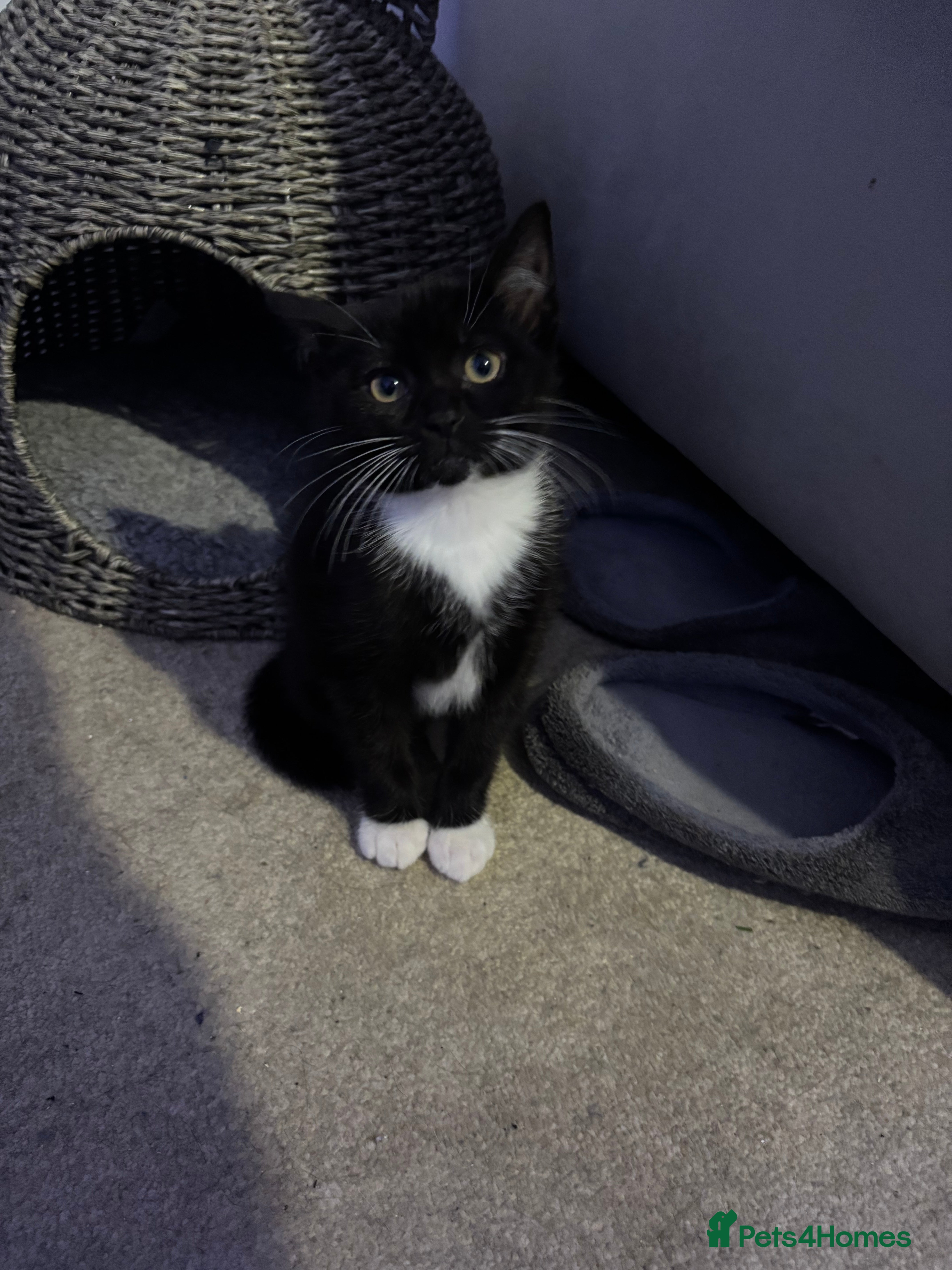 British Shorthair cats Kitten for sale  - Advert 1