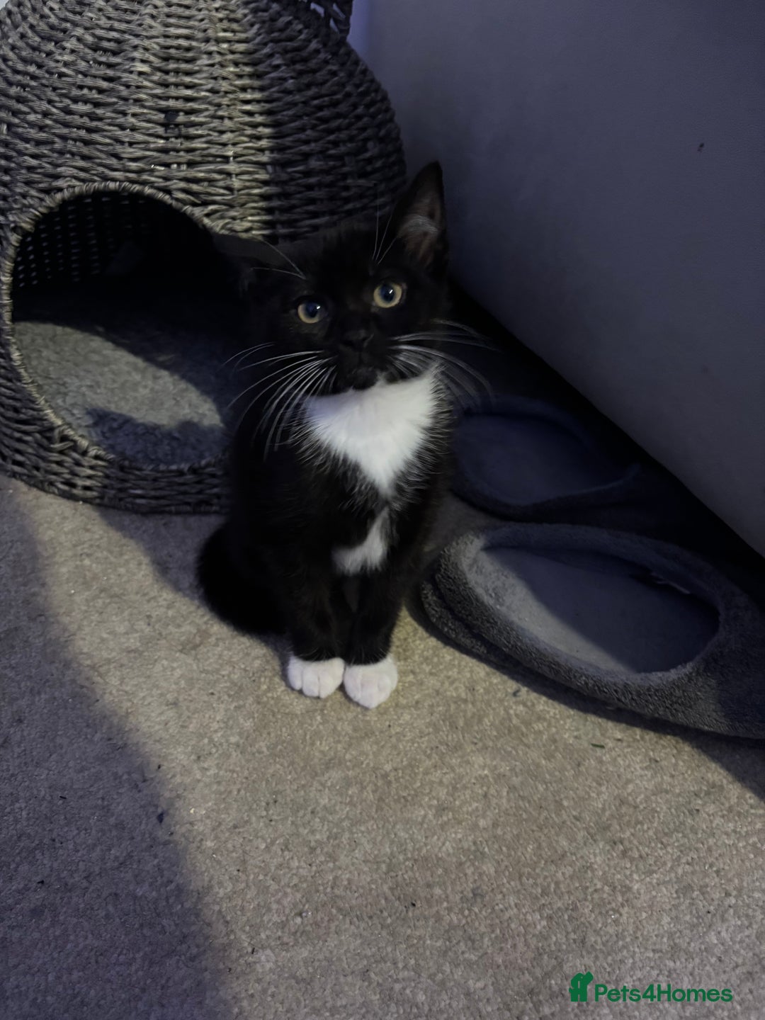 British Shorthair cats for sale: Kitten for sale  - Advert 1