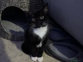 British Shorthair cats Kitten for sale - Advert 1