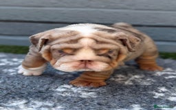 English Bulldog dogs for sale: Exceptional English Bulldog Puppies - Image 22