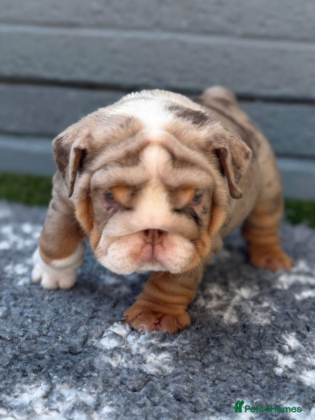 English Bulldog dogs for sale: Exceptional English Bulldog Puppies - Image 22